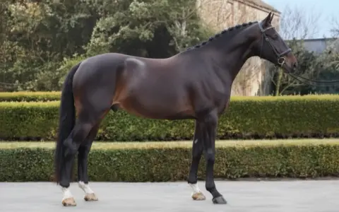 Magnifique cheval de selle bai, crinière tressée, prêt pour la compétition.