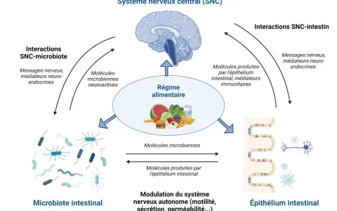 Schéma des interactions entre le système nerveux central, le régime alimentaire, le microbiote intestinal et l'épithélium intestinal, illustrant la communication bidirectionnelle.