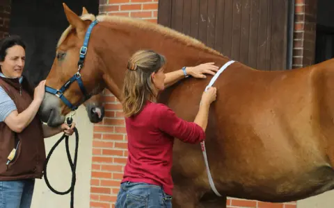 Deux femmes mesurent un cheval pour savoir quand vermifuger son cheval. L'une tient la longe, l'autre utilise un mètre ruban.