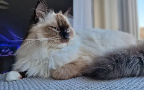 Uroczy ragdoll z niebieskimi oczami leży na miękkim kocu, wyglądając przez okno.