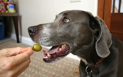 Un chien gris attend avec impatience une olive verte offerte par une main.
