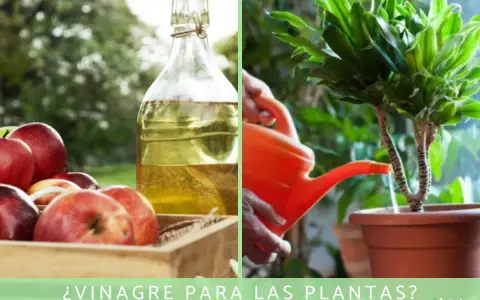 Manos riegan planta con regadera naranja. Al lado, manzanas rojas y botella de vinagre. ¿Vinagre para los geranios?