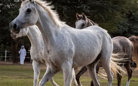 Trois chevaux, dont une magnifique saillie pur sang arabe, se promènent dans un pré. Un homme en tenue traditionnelle les observe.