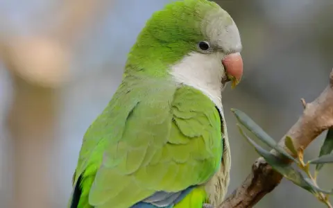 Un parrocchetto monaco, con il suo piumaggio verde brillante, sembra pronto a pronunciare le sue prime parole.