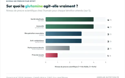 Graphique montrant les bienfaits de la glutamine : santé intestinale (4/5), immunité (4/5), récupération musculaire (3/5), anti-catabolisme (3/5), performance (2/5), prise de muscle (1/5).