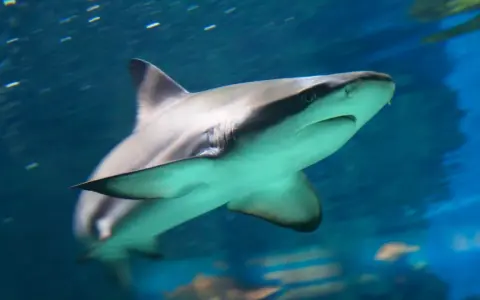 Un grande squalo nuota nell'acqua blu, con le branchie visibili e un occhio attento. Sembra un predatore pronto all'azione, uno di quei squali cattivi che incutono timore.