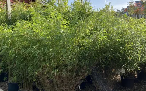 En stor grupp bambu i kruka, med frodiga gröna blad som vajar i vinden.