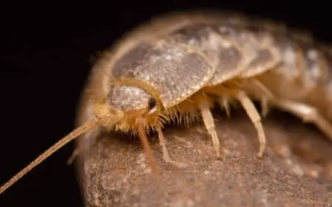 Un pececillo de plata gigante, con sus antenas largas y cuerpo escamoso, se posa sobre una roca.