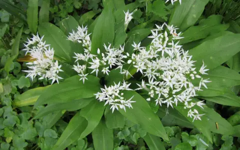 Fleurs blanches étoilées du ail des purs, avec de larges feuilles vertes.