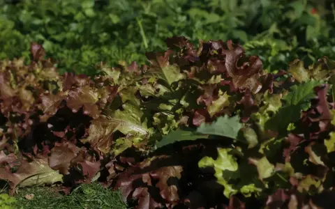 Feuilles de chene salade aux teintes rouges et vertes, fraîchement cueillies dans le potager.
