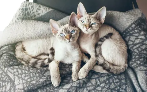 Czy Devon Rex uczula? Co musisz wiedzieć przed zakupem kota