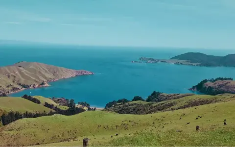 Grüne Hügel und das blaue Meer, ein malerischer Ausblick, der an ein Auslandspraktikum in Neuseeland erinnert. Kühe grasen friedlich.