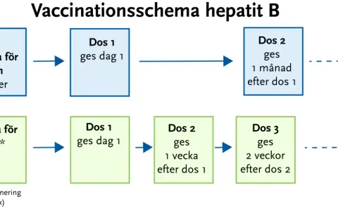 Schema för vaccin mot hepatit B, inklusive Twinrix. Visar normalt schema med doser på 0, 1 och 6 månader, samt snabbschema vid behov.