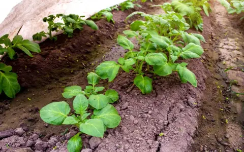 Jeunes plants de pommes de terre sous une protection. La question "peut on planter des pommes de terre toute l'année" se pose avec ces jeunes pousses.