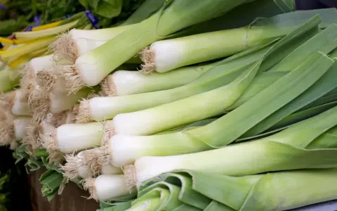 Un montón de puerros frescos, listos para deliciosas recetas con puerro. Sus tallos blancos y verdes prometen sabor.