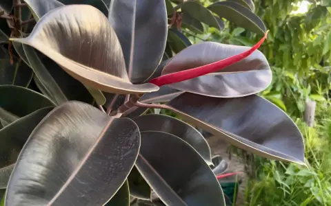 Hojas oscuras y brillantes de ficus, con un brote rojo vibrante. Un ejemplo de los tipos de ficus exterior que prosperan a la luz del sol.