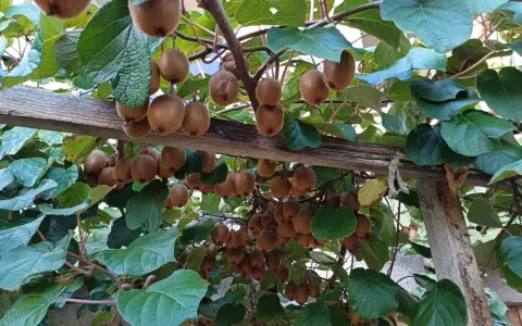 Des kiwis mûrs pendent en grappes sous une pergola en bois. La distance entre kiwi mâle et femelle est ici visible par la densité des fruits.
