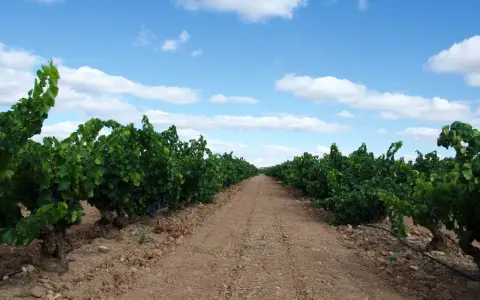 Camino entre viñedos en Aldeanueva de Ebro, con el cielo azul y nubes blancas. Las bodegas esperan la cosecha.