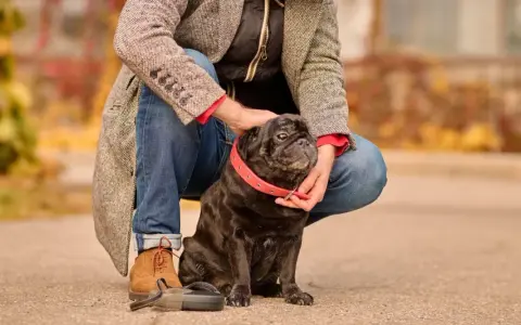 Mi perro me sigue a todos lados en la casa. Este pug negro con collar rojo es mi fiel compañero.