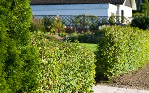 En välskött avenbok plantering ramar in en solig trädgård med ett vitt hus i bakgrunden.