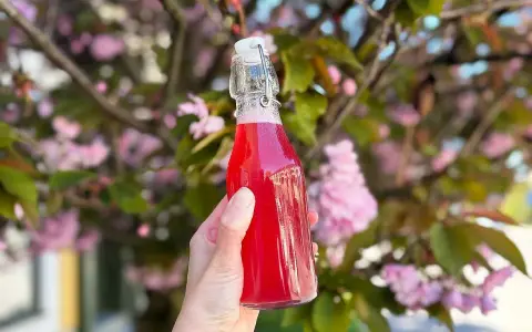 En hand håller en flaska med rosa rabarbersirap framför en blommande körsbärsträd.