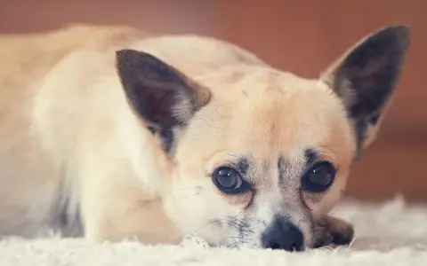 Uroczy piesek rasy chihuahua leży na białym dywanie. Zastanawiasz się, ile żyje chihuahua? Te małe psy potrafią żyć długo, nawet 15-20 lat.