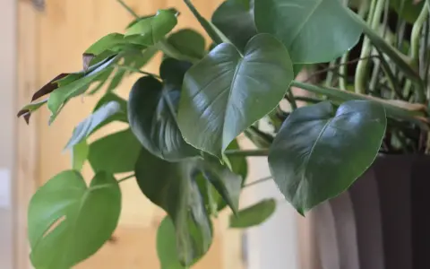 Monstera deliciosa, znana jako kwiaty trujące, ma duże, zielone liście z charakterystycznymi nacięciami.