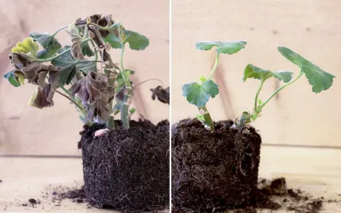 Före och efter: vissna pelargoner som fått nytt liv efter att ha fått plantera om pelargoner efter vintern.
