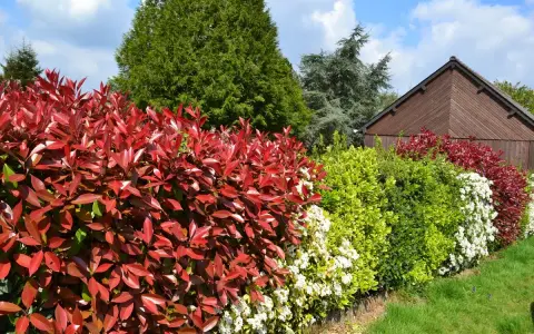 Variedad de tipos de setos: rojo intenso, verde brillante y blanco floral, bordeando un jardín con una caseta de madera al fondo.