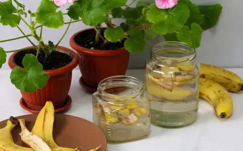 Dwa słoiki z wodą i skórkami od banana, obok świeże banany i kwitnące pelargonie. To naturalna odżywka z banana dla roślin.