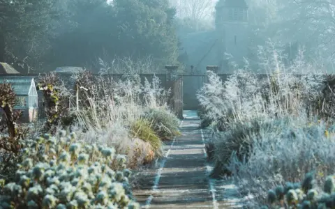 Sentier givré menant à un portail, avec des herbes hautes et un petit bâtiment de jardin. L'arbre de Judée en hiver se prépare au printemps.