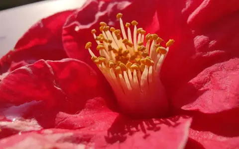 Photo macro smartphone d'un camélia rouge vif, révélant ses étamines jaunes et le velours de ses pétales.