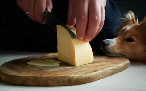 Pies patrzy z nadzieją, gdy kroisz ser żółty. Czy pies może jeść ser żółty?