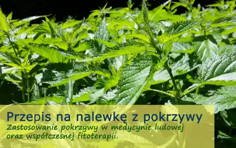Zielone liście pokrzywy, idealne na nalewkę z pokrzywy na spirytusie. Zastosowanie w medycynie ludowej i fitoterapii.