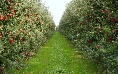 Rząd jabłoni z czerwonymi jabłkami i zieloną trawą między nimi.