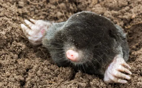 Ein Maulwurf gräbt sich durch die Erde. Wie lange bleibt ein Maulwurf im Garten? Das hängt von der Nahrungsverfügbarkeit ab.