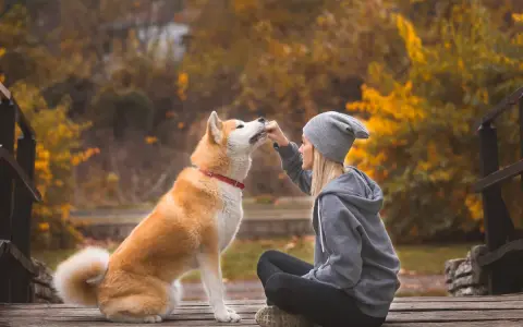 Co lubi jeść akita? Odkryj najlepsze jedzenie dla zdrowia psa