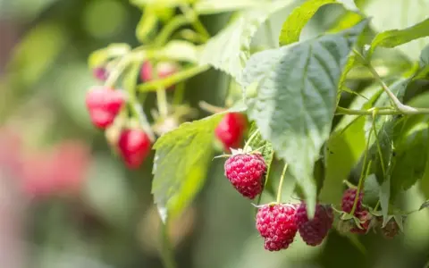 Cięcie malin: Poradnik krok po kroku do obfitych zbiorów (letnie i jesienne)