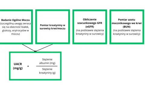 Schemat oceny funkcji nerek: badanie moczu, pomiar kreatyniny, obliczenie eGFR, pomiar BUN, UACR. Pomaga w diagnostyce stadia niewydolności nerek.