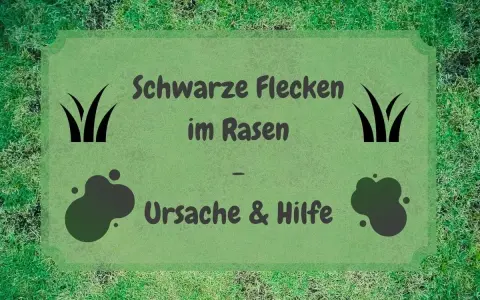 Schwarze Flecken im Rasen? Ursachen und Hilfe für einen gesunden Rasen.