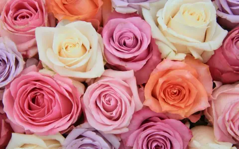 Un ramo de rosas en tonos pastel: rosa, lila, melocotón y crema. Cada color evoca un sentimiento, explorando el significado de los colores de las rosas.