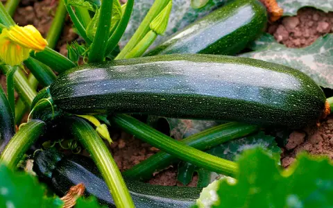 Mörka, glänsande zucchinis växer frodigt i jorden. En gul blomma syns till vänster. En härlig skörd att odla zucchini!