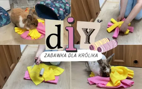 Jak zrobić zabawki dla królika: proste i bezpieczne pomysły DIY