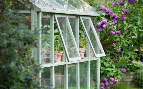 Une serre avec des fenêtres de récupération, remplie de plantes en pots, est entourée de lilas en fleurs.