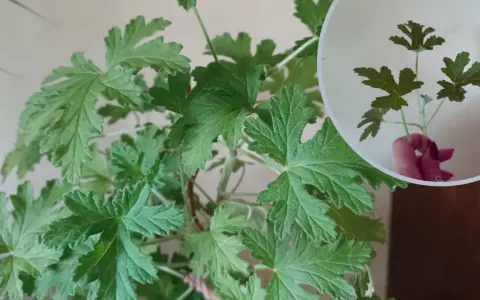 Liście geranium są postrzępione i lekko owłosione. W okręgu widać odcięty fragment rośliny z kilkoma listkami.