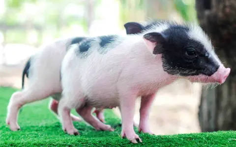Due adorabili maialini da compagnia, uno con macchie nere sul dorso, giocano sull'erba sintetica.