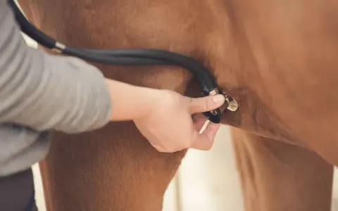 Tierarzt hört mit Stethoskop auf das patwerte Pferd.