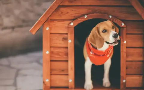 Uroczy beagle w czerwonej bandanie wygląda z nowej, drewnianej budy. To idealny projekt budy dla psa.