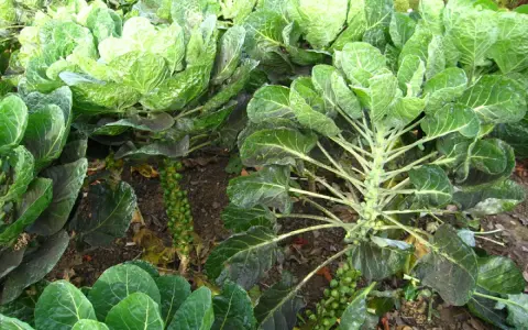 Choux de Bruxelles en pleine croissance, prêts pour la récolte. Idéal pour savoir quand planter les choux de Bruxelles pour un rendement optimal.