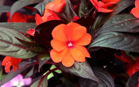 En lycklig lotta blomma i orange, omgiven av mörka blad.